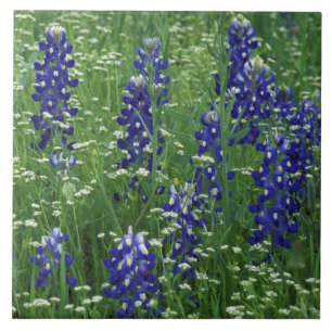 Carreau Texas, lac Buchanan. Texas Bluebonnet et Sauvage