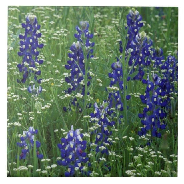 Carreau Texas, lac Buchanan. Texas Bluebonnet et Sauvage (Devant)