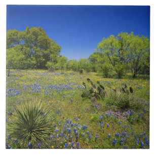 Carreau Texas, Texas Hill Country, Low vescie