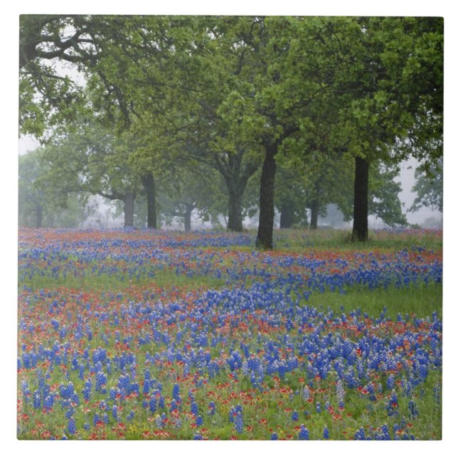 Carreau Texas, Texas Hill Country, Texas Paintbrush et (Devant)