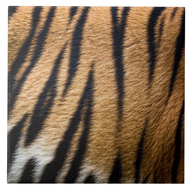 Carreau texture fourrure peau animal tigre rayures nature  (Devant)