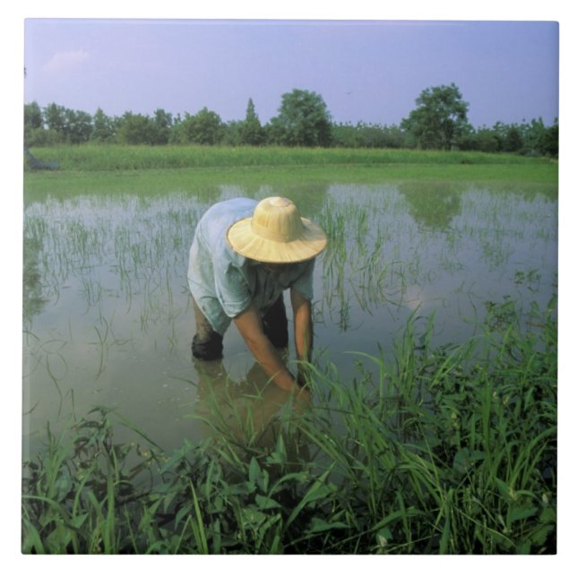 Carreau Thaïlande, Sukhothai. Riziculteur. MR. (Devant)