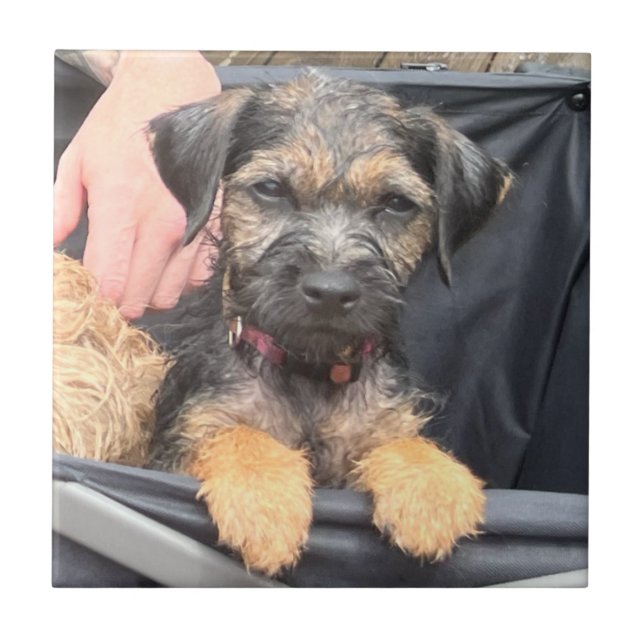 Carreau Thatch (Devant)