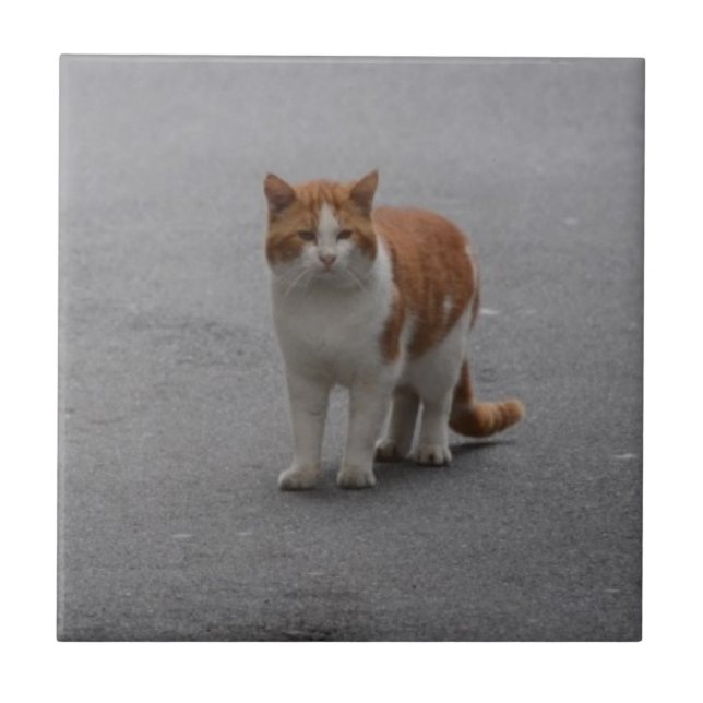 Carreau Thomas Ginger Et White Cat (Devant)