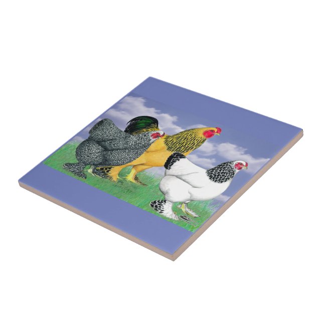 Carreau Three Brahmas (Côté)