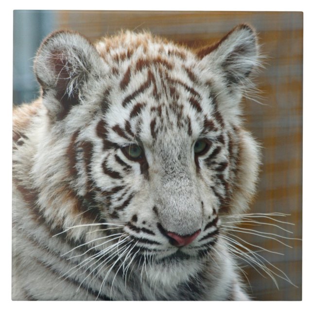 Carreau Tiger20151001 (Devant)