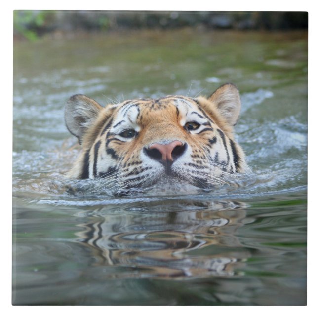 Carreau Tiger20160201 (Devant)