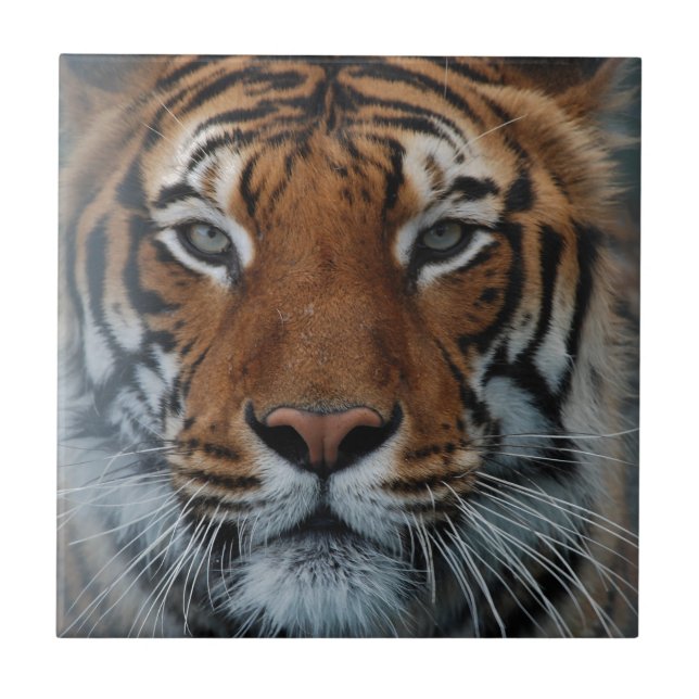Carreau Tiger Chat Stripes Jungle Mist Animal (Devant)