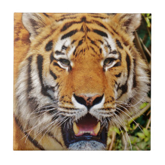 Carreau Tigre