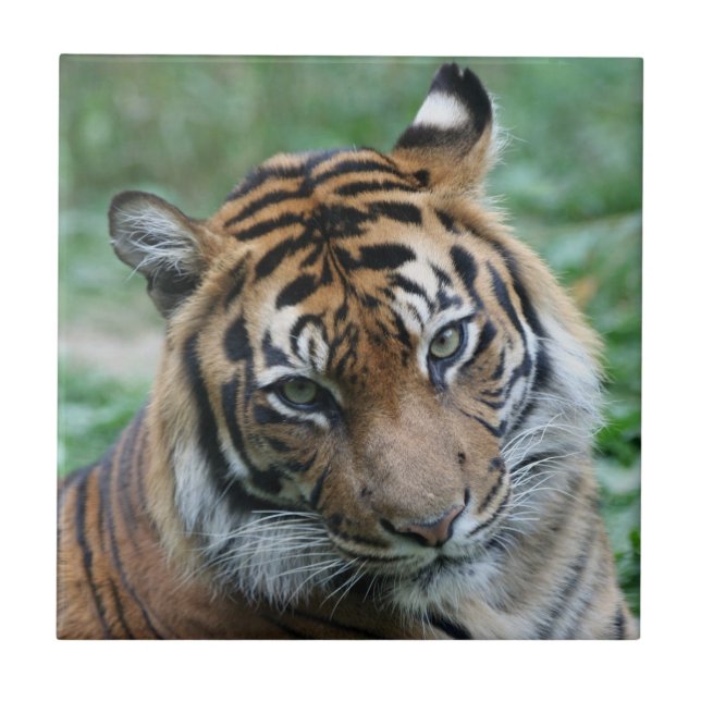 Carreau Tigre 012 (Devant)