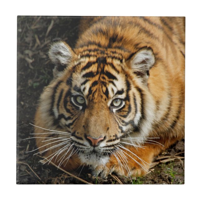 Carreau Tigre 037 (Devant)