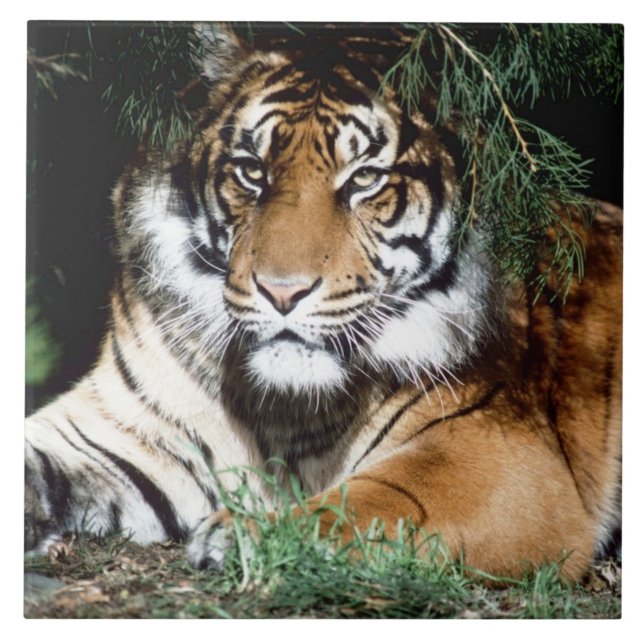 Carreau Tigre appréciant l'ombre (Devant)