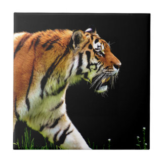 Carreau Tigre approchant la photographie d'animaux sauvage