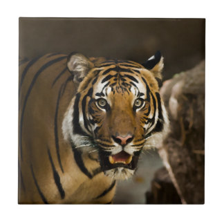 Carreau Tigre de Sibérie