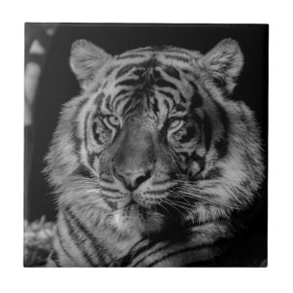 Carreau Tigre noir et blanc