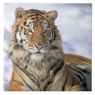 Carreau Tigre sibérien, altaica du Tigre de Panthera,