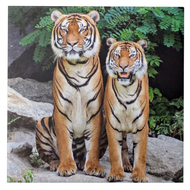 Carreau Tigres, mâles et femelles, (Devant)