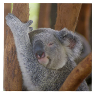 Carreau Tile de Koala