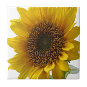 Carreau Tile en céramique Fleur de soleil
