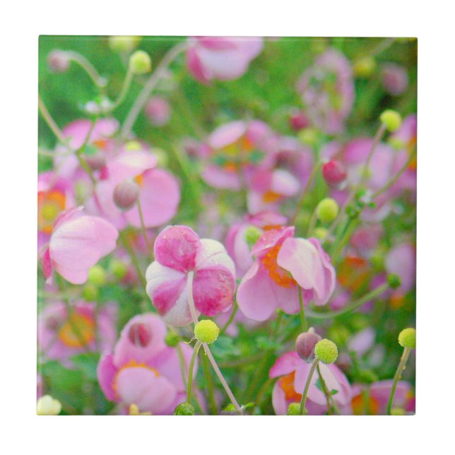 CARREAU TILE "LES FLEURS ROSES RESSEMBLENT PRESQUE À UN CA (Devant)