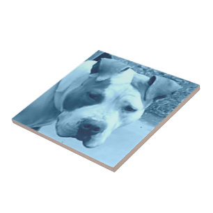 Carreau Tile photo Blue Pit Bull