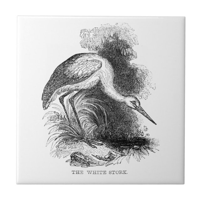 Carreau Tirage Vintage d'oiseaux de cigogne blanche (Devant)