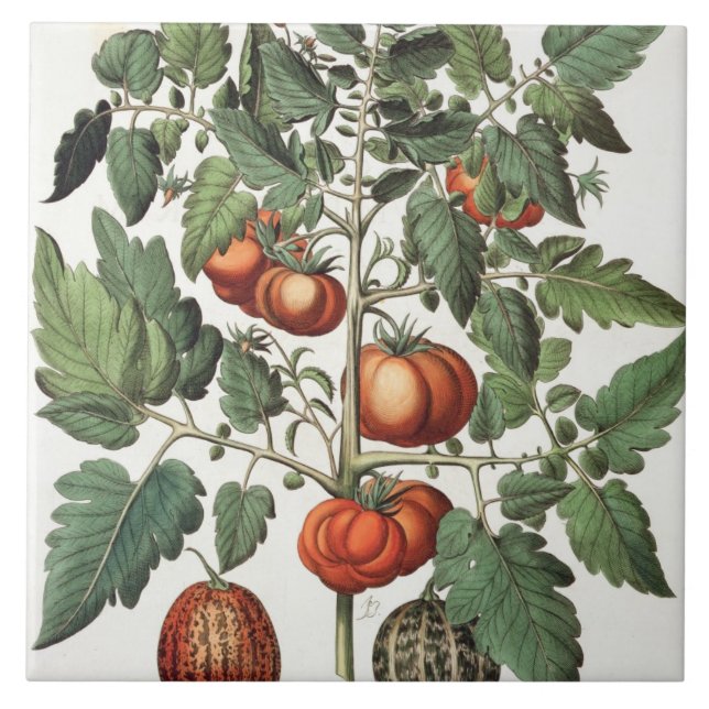 Carreau Tomates et melons : luteo de fructu des amoris (Devant)