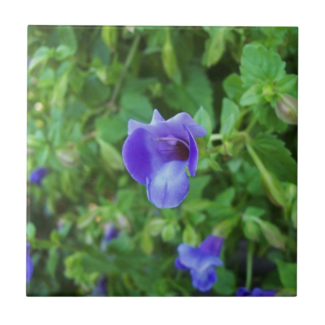 Carreau Torenia (Devant)