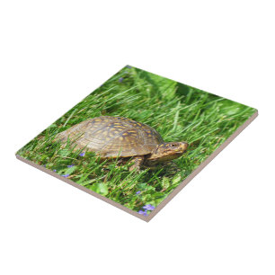 Carreau Tortue