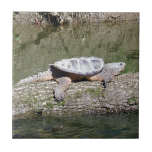 Carreau Tortue à carapace
