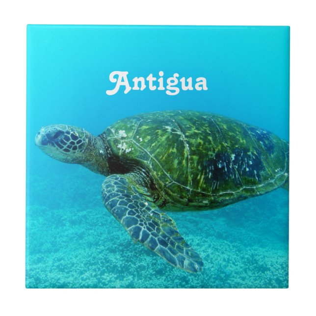 Carreau Tortue affichée par faucon de l'Antigua (Devant)