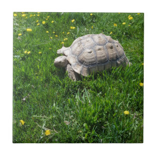 Carreau Tortue africaine de sulcata