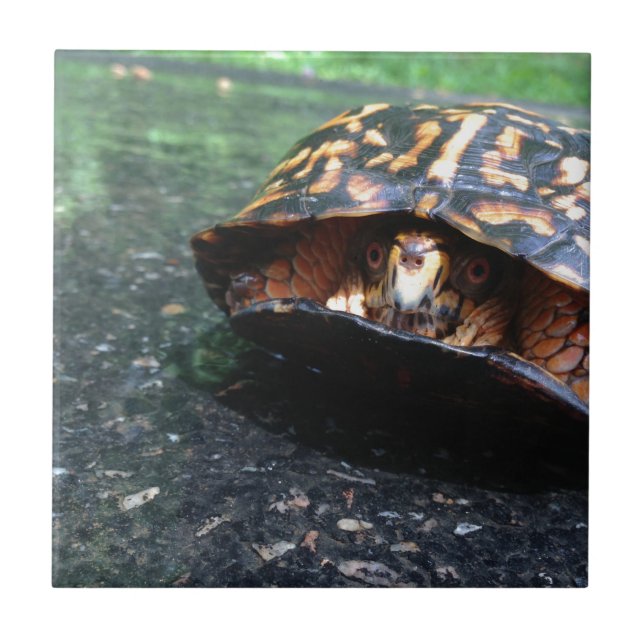 Carreau Tortue boîte (Devant)