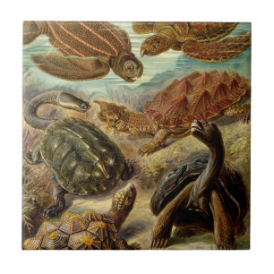 Carreau Tortue (Chelonia) par Haeckel