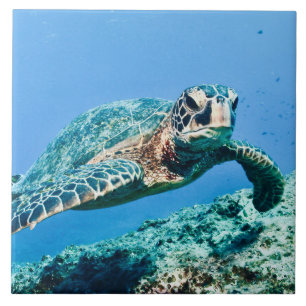 Carreau Tortue de mer verte