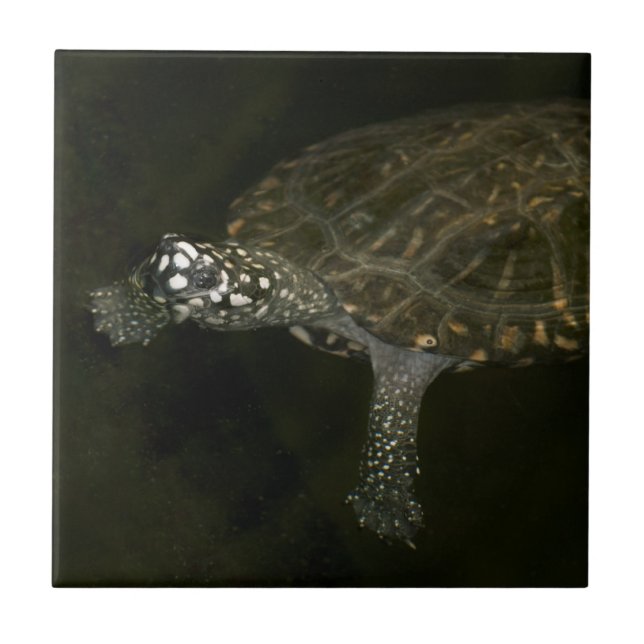 Carreau Tortue de natation (Devant)