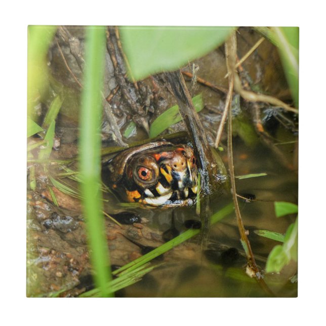 Carreau Tortue et têtards (Devant)