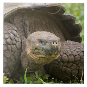 Carreau Tortue géante