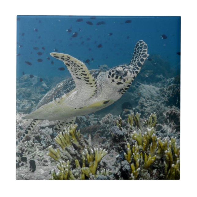 Carreau Tortue imbriquée nageant (Devant)