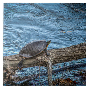 Carreau Tortue sur une tuile de rondin
