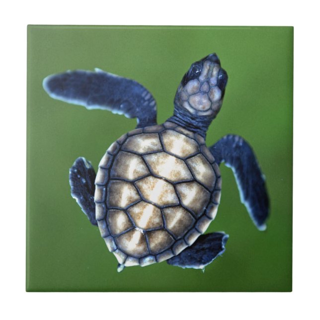 Carreau Tortue verte bébé (Devant)