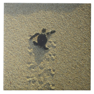 Carreau Tortue verte, (Chelonia mydas), nouveau-né