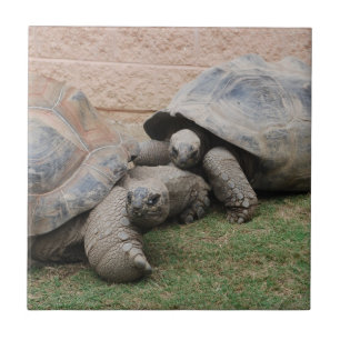 Carreau tortues géantes