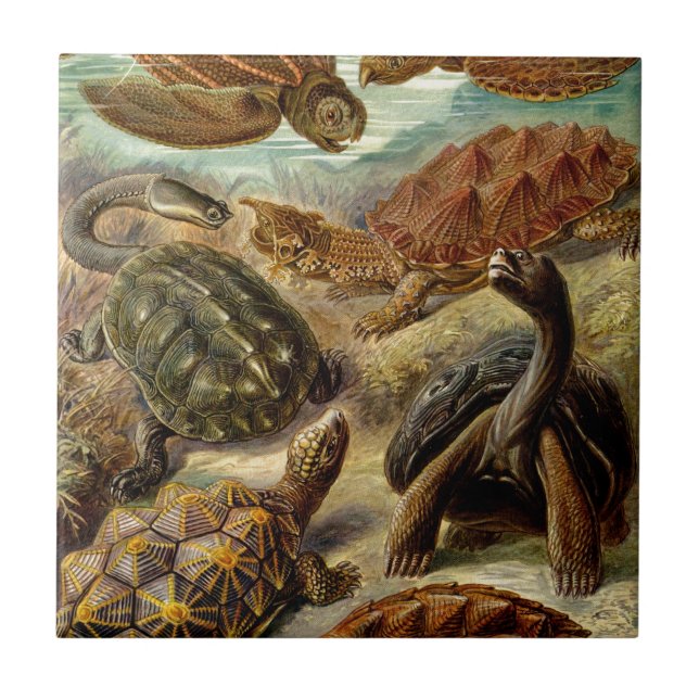 Carreau Tortues Haeckel vintages (Devant)