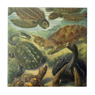 Carreau Tortues vintages et tortues de mer par Ernst Haeck