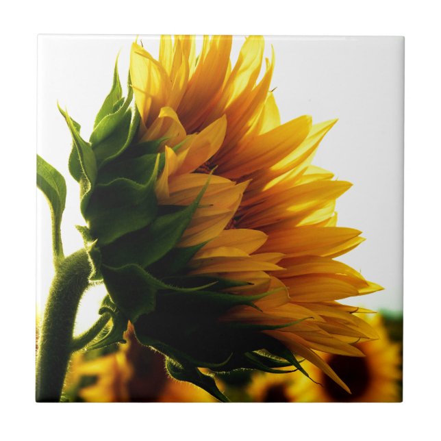 Carreau Tournesol (Devant)