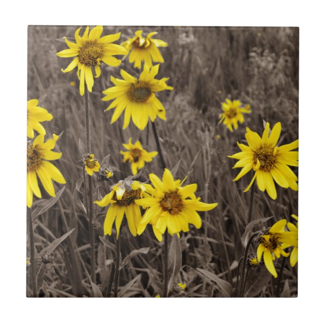 Carreau Tournesol dans la Montagne Rocheuse (Devant)