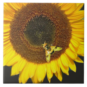 CARREAU TOURNESOL ET ABEILLE À MIEL, APICULTURE, APICULTEU