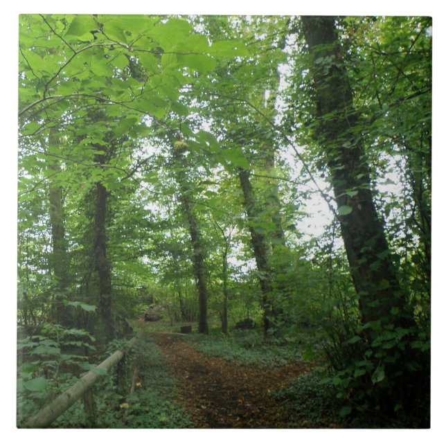 Carreau Traverser le Carrelage de la forêt verte (Devant)