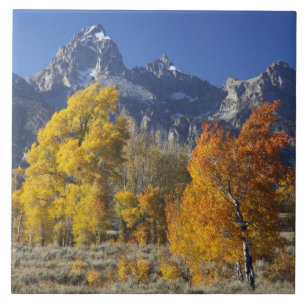 Carreau Trembles avec la chaîne de montagnes Teton